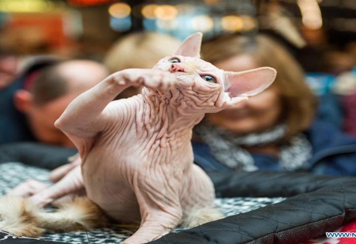 Festival Kucing Lucu di Lithuania